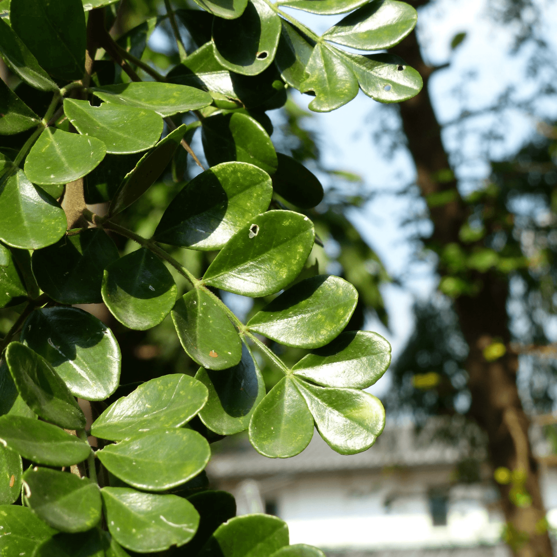 Feroniella lucida Plant