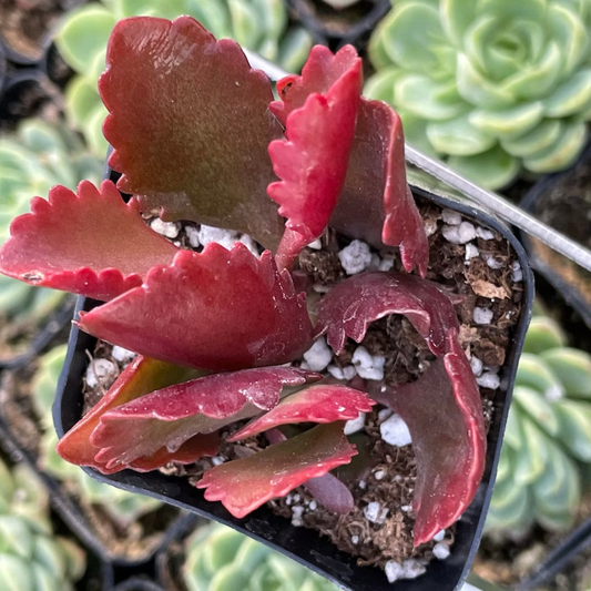 Kalanchoe longiflora Succulent Plant