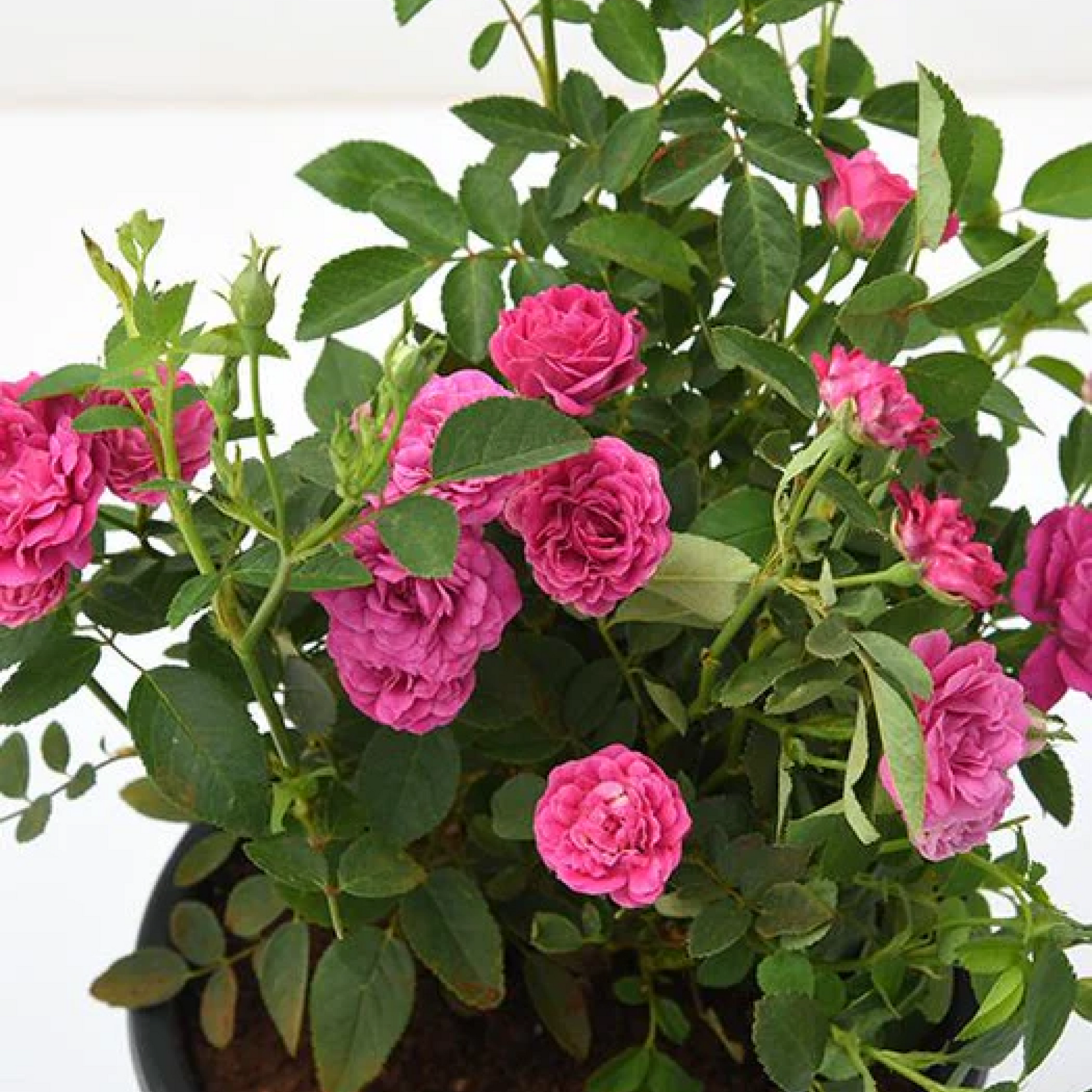 Miniature Button Rose (Pink) Plant