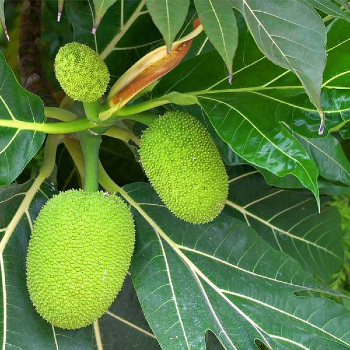 Tree of Lakshadweep Jack Fruit Plant