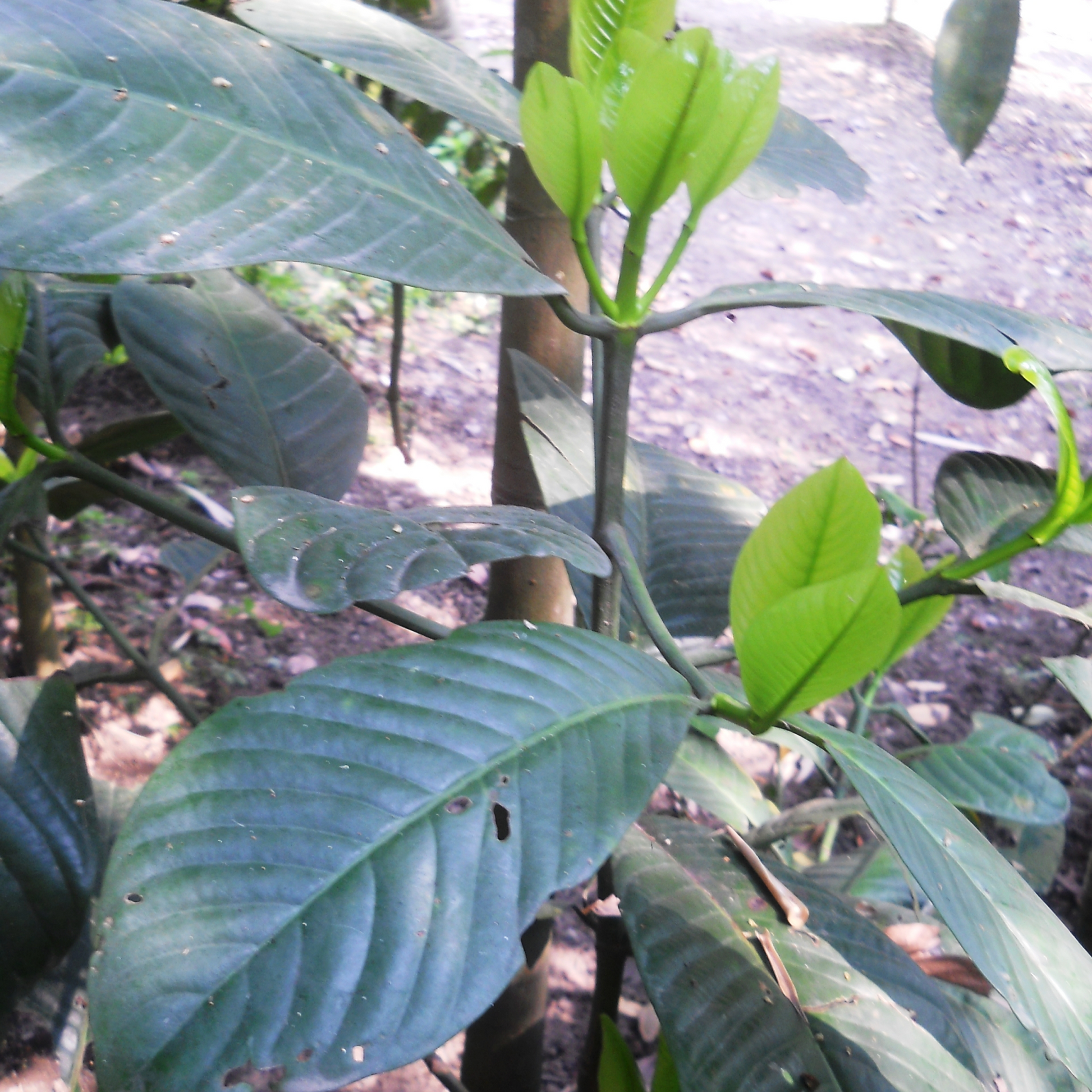 Garcinia Pedunculata Plant