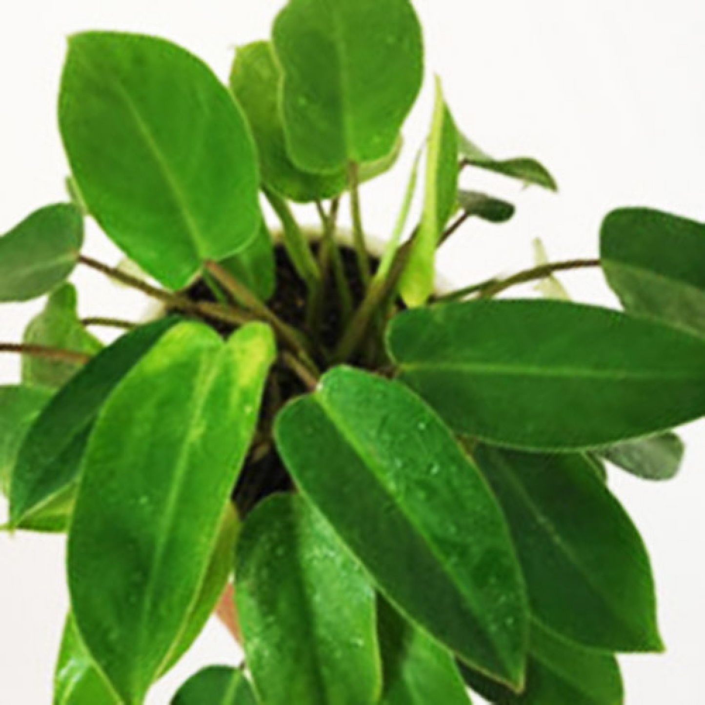 Philodendron Ceylon (Green) Plant