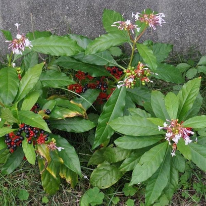 Rauvolfia Serpentina Sarpgandha Plant