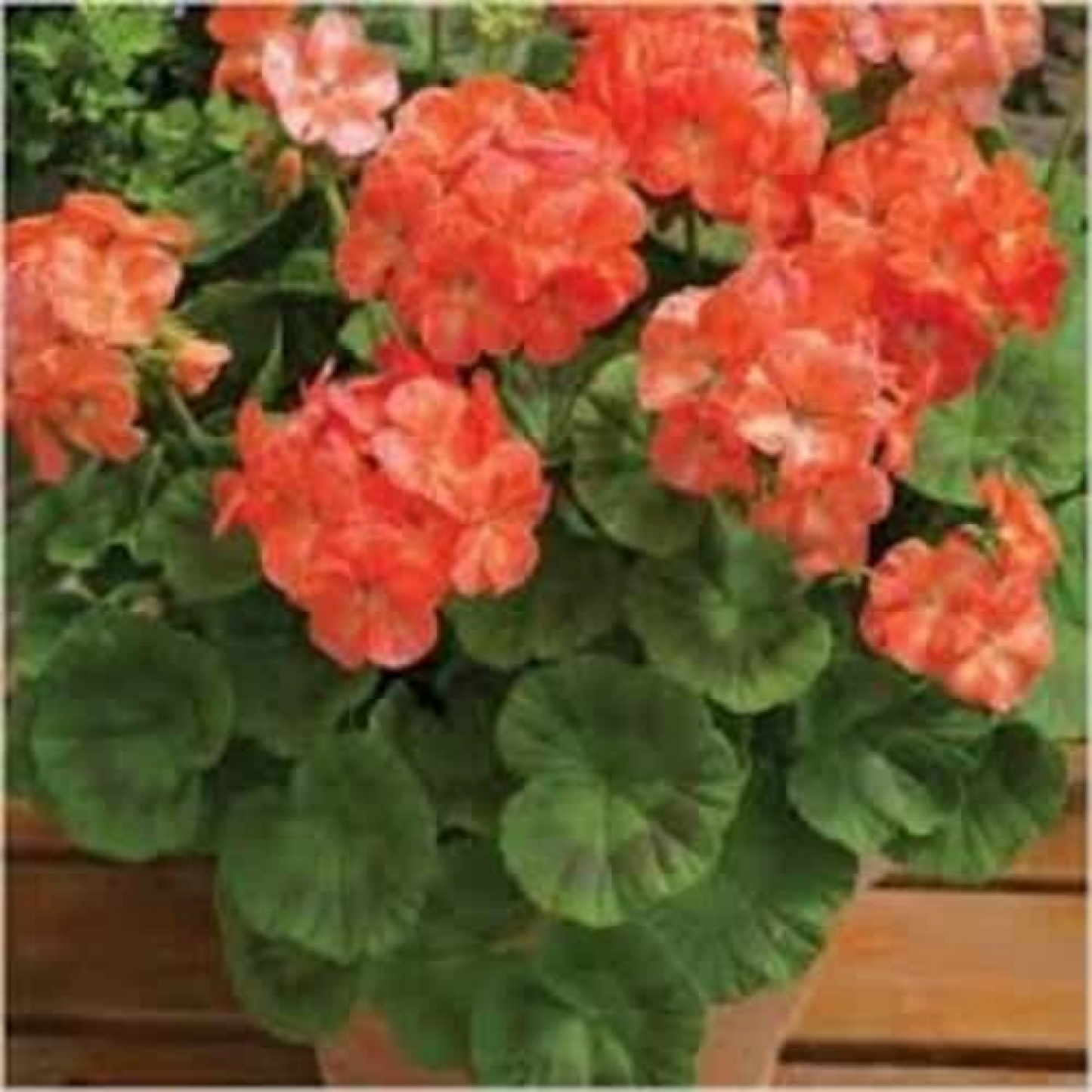 Geranium Ivy, Geranium Creeper (Orange) - Plant