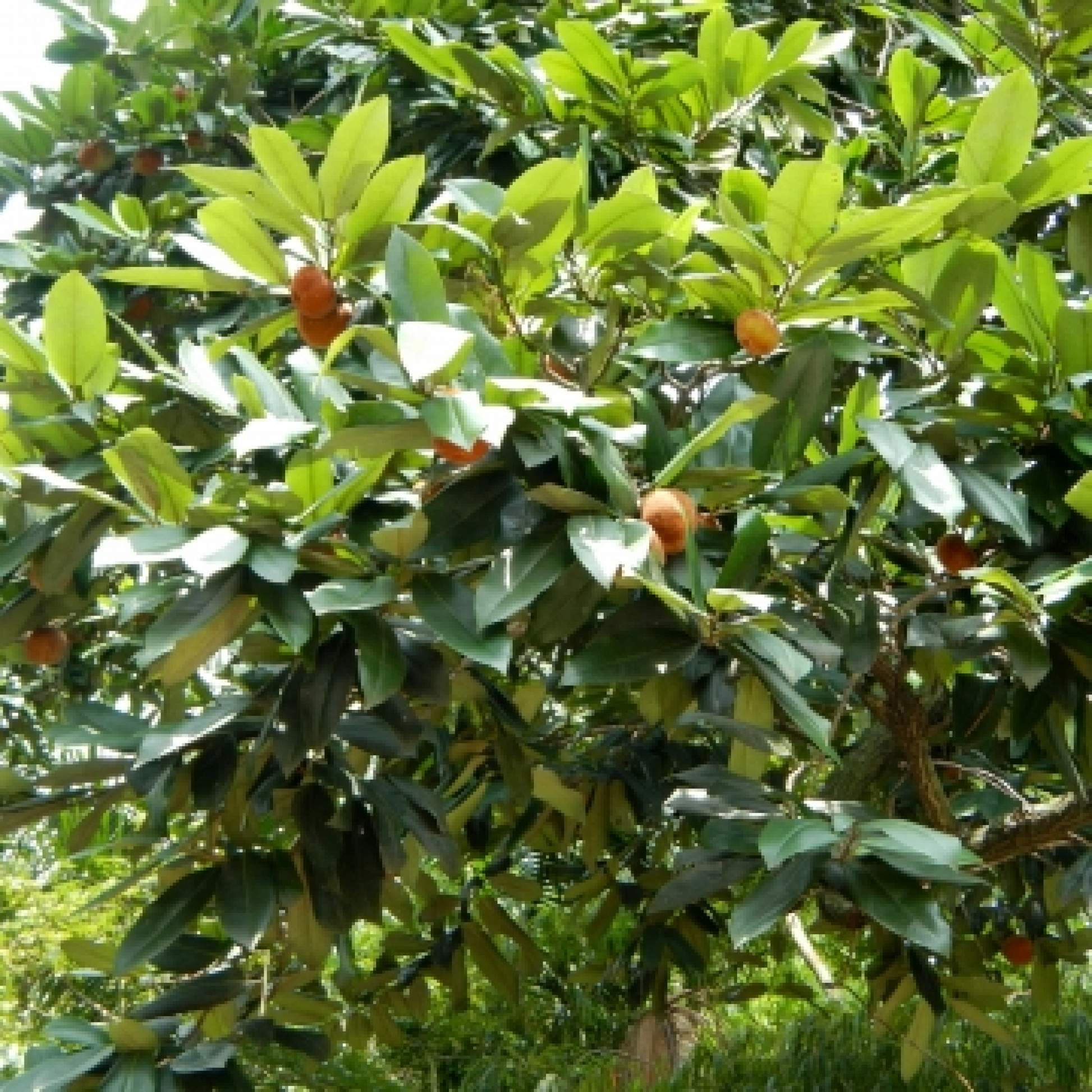 Diospyros blancoi Mabolo Temburini Plant