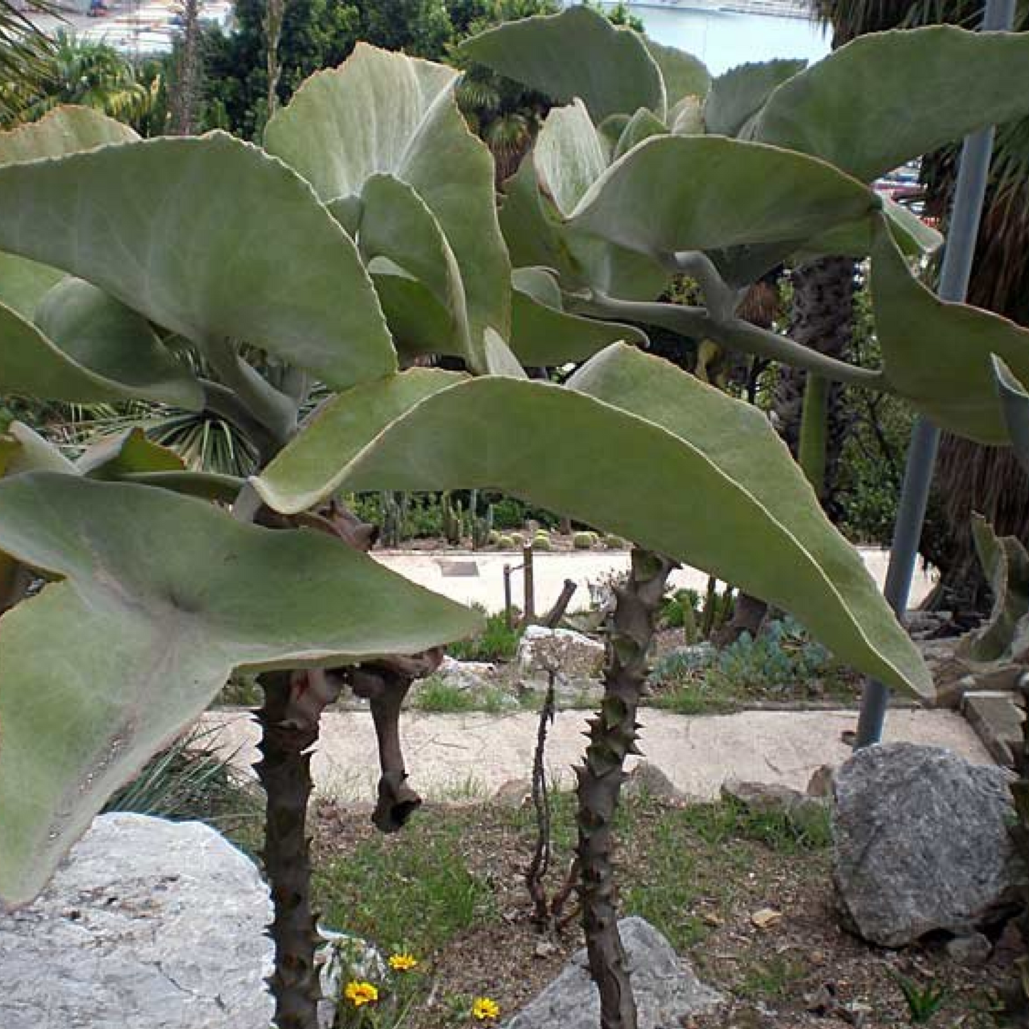 Kalanchoe beharensis maltese Succulent Plant