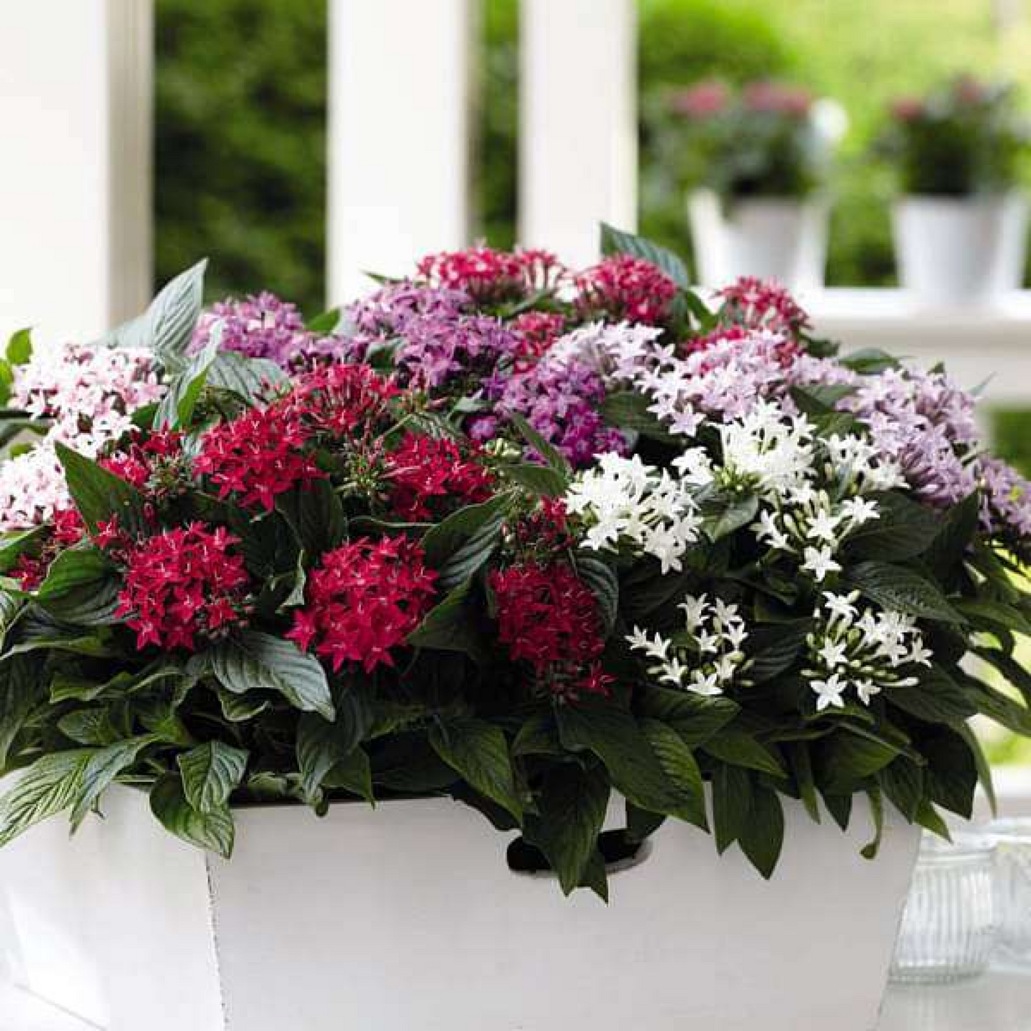 Pentas (Any Color) Plant 