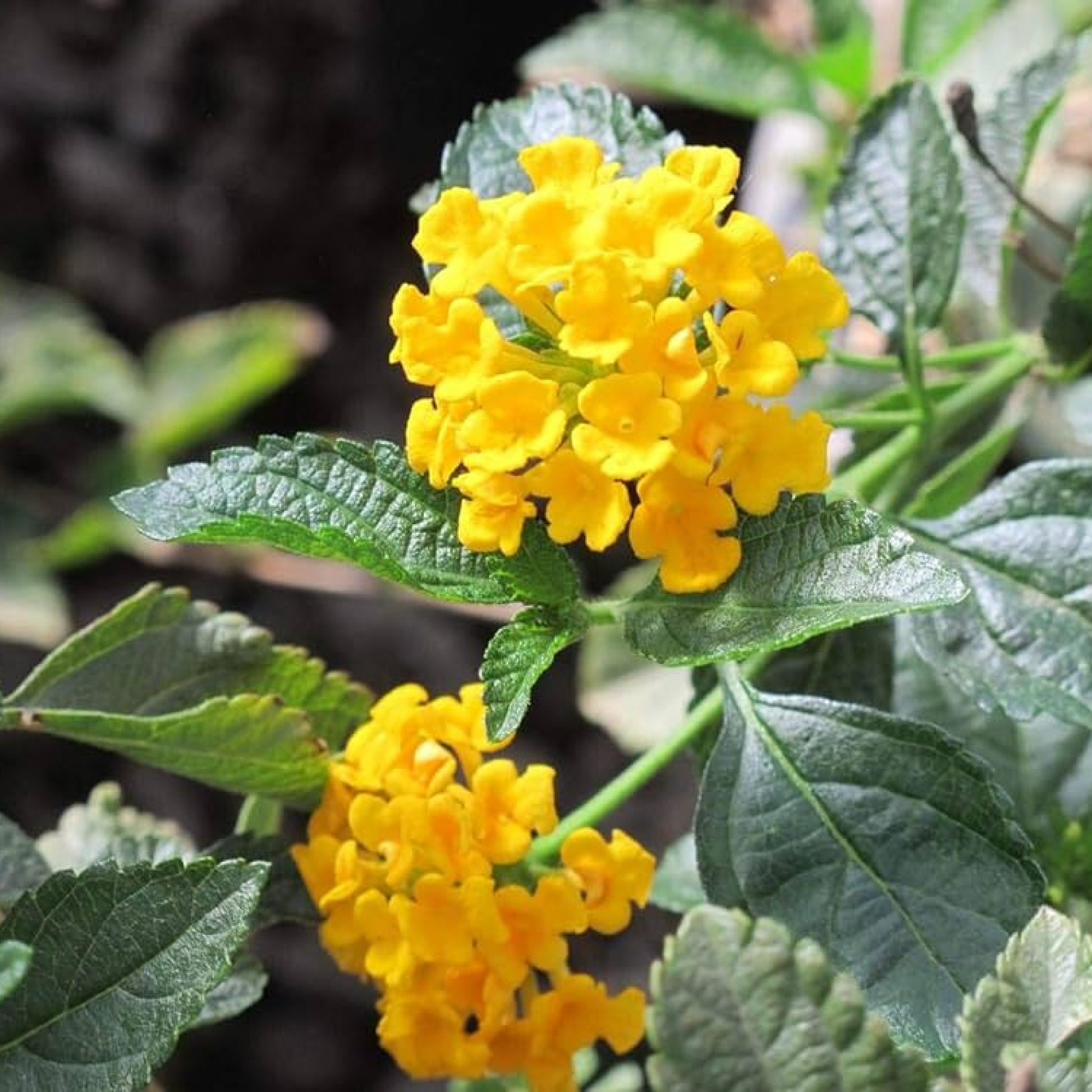 Lantana camara (Yellow) Plant