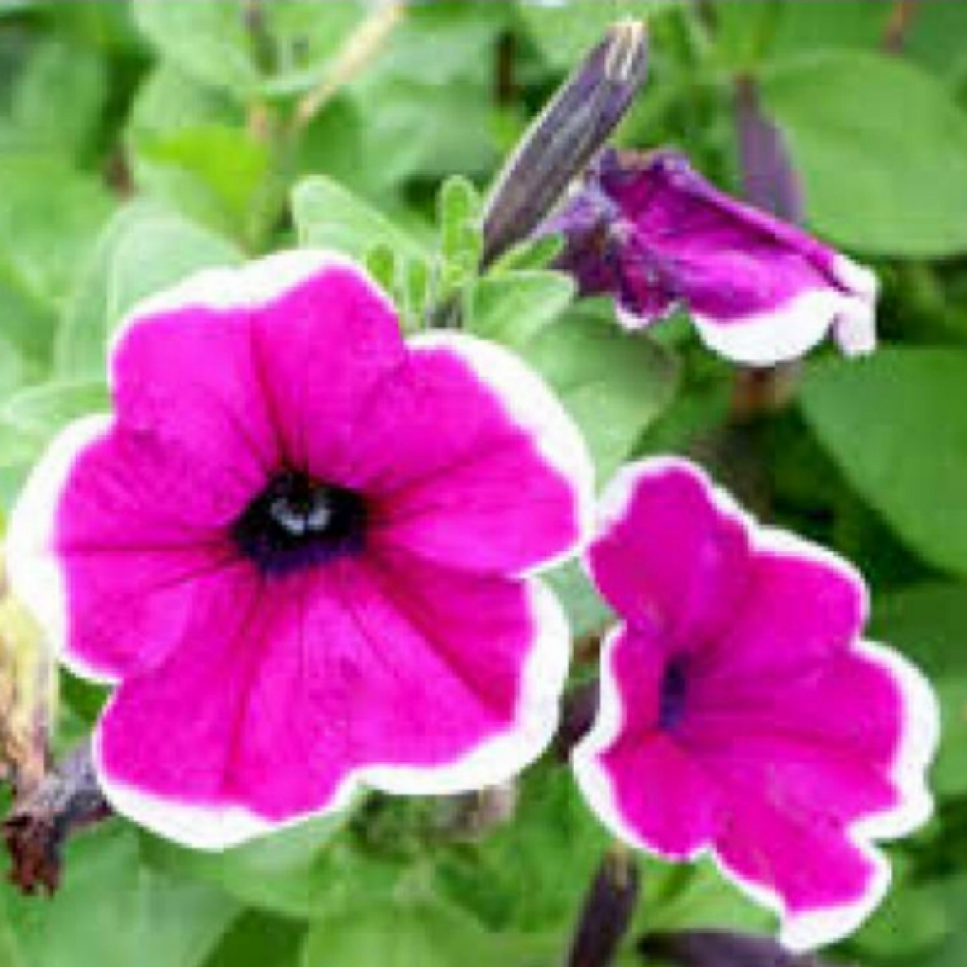 Petunia (Half Pink Half White) Plant