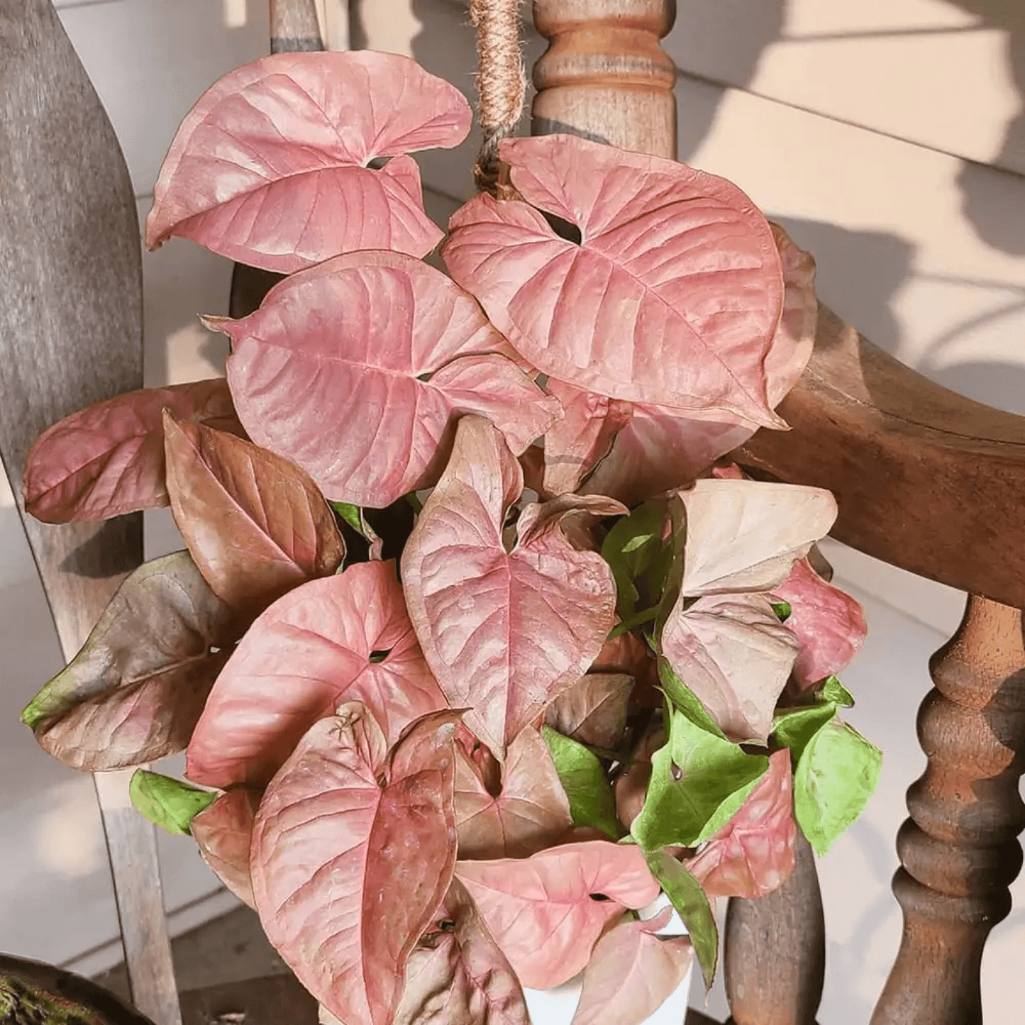 Syngonium (Pink) - Plant