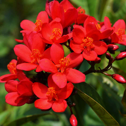 Jatropha Red Plant 