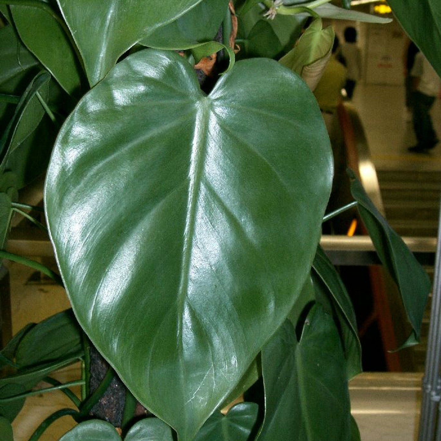 Philodendron Scandens Oxycardium Plant