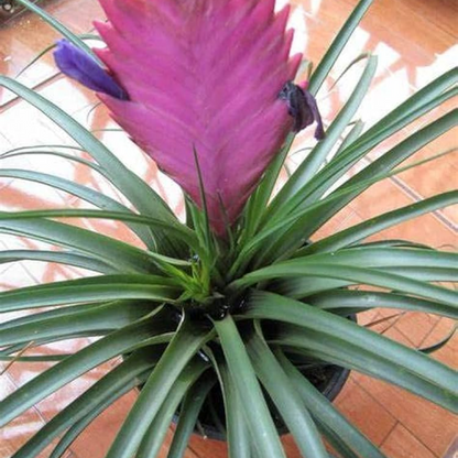 Tillandsia Cyanea Variegated Quill Plant