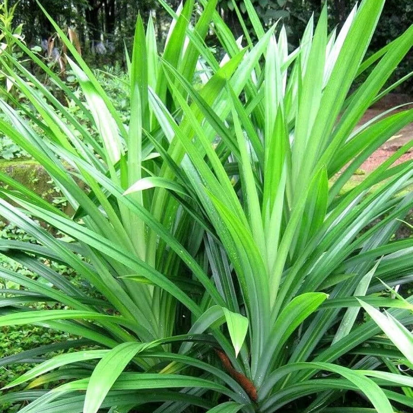 Pandanus amaryllifolius Plant