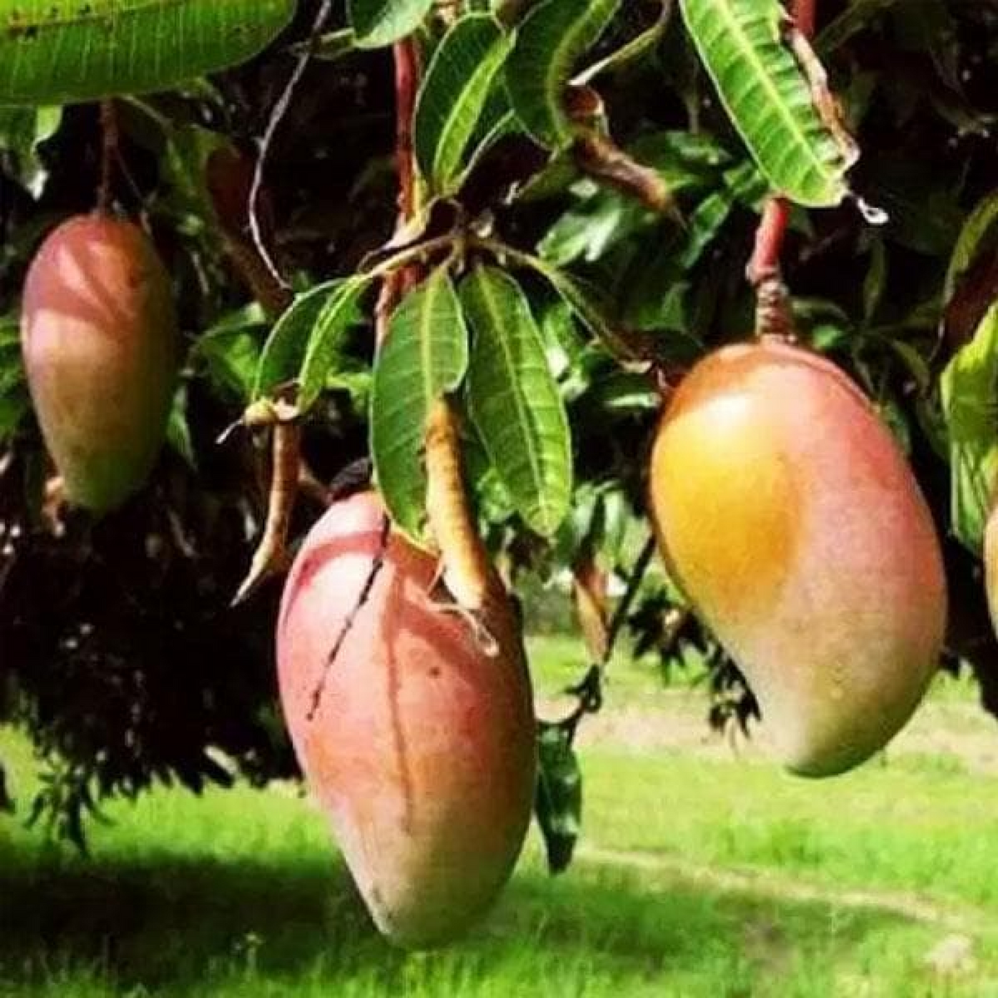 Mango Tree (Totapuri Grafted) Plant