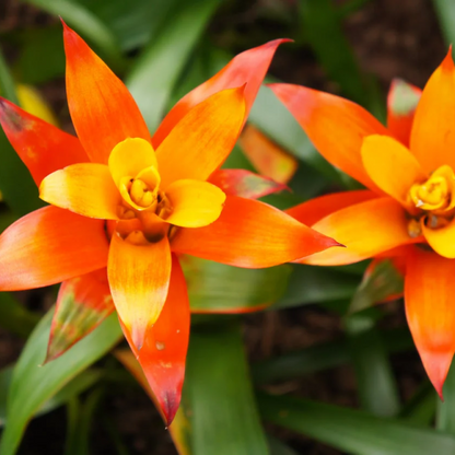 Guzmania (Orange) Plant