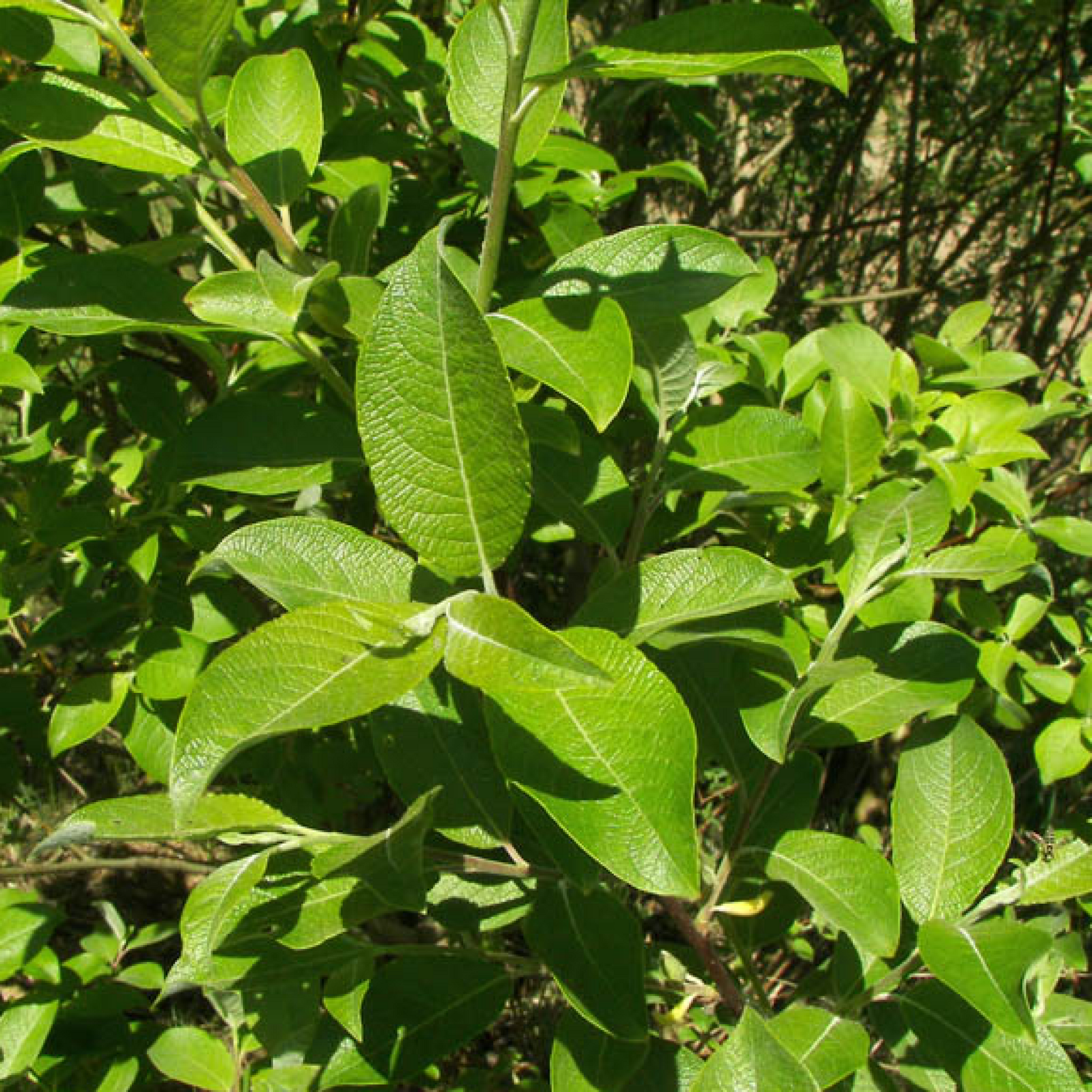 Salix caprea Plant