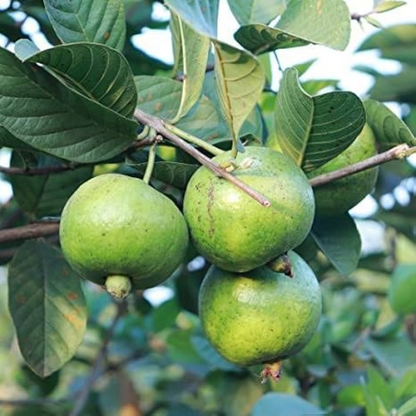 Guava Tree, Amrud, Psidium guajava (Grafted) - Plant