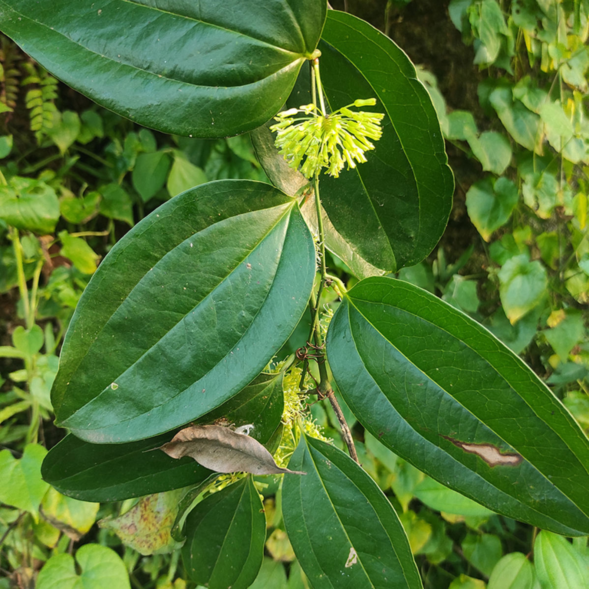 Smilax zeylanica Plant