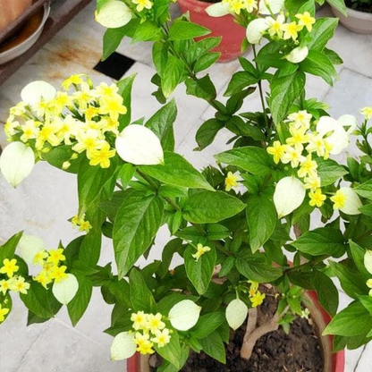 Mussaenda Mussaenda Lutea (Yellow) Plant