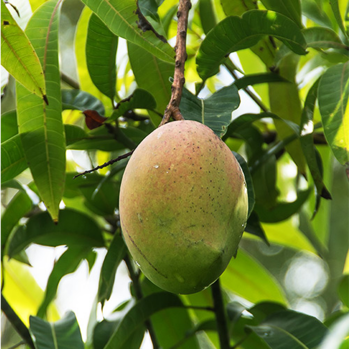 Mango Tree (Amrapali, Grafted) - Plant
