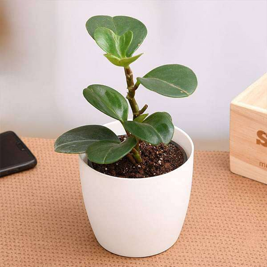 Peperomia obtusifolia Succulent Plant