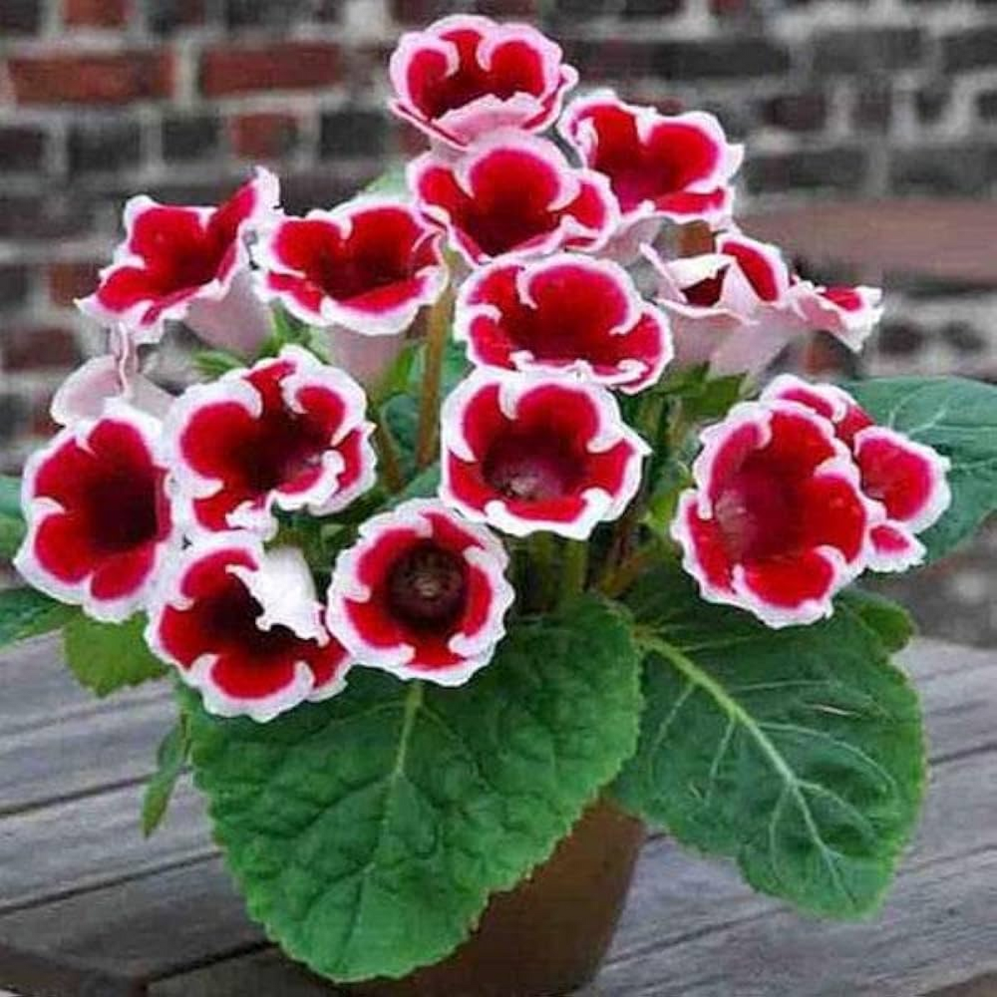 Gloxinia (Red White) Plant