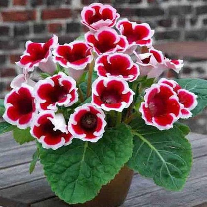 Gloxinia (Red White) Plant