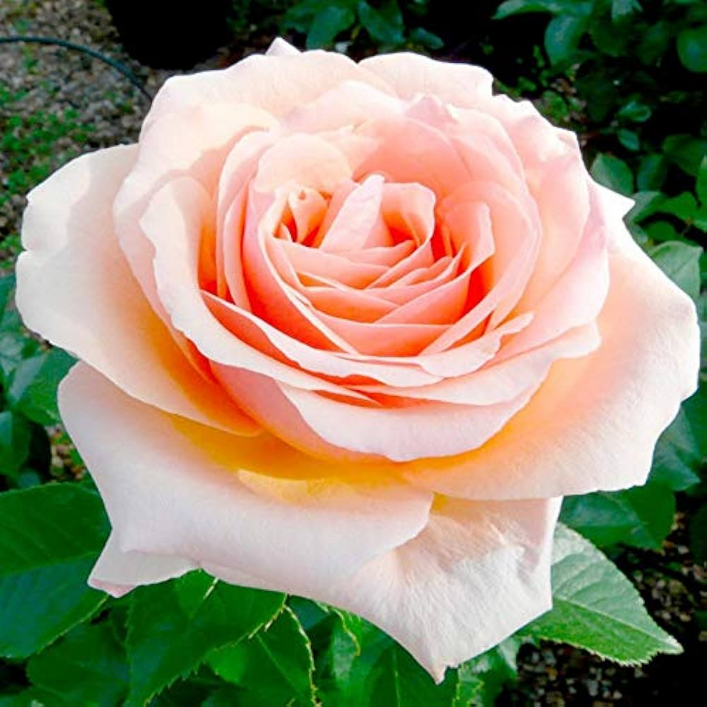 Rose (Peach) - Plant