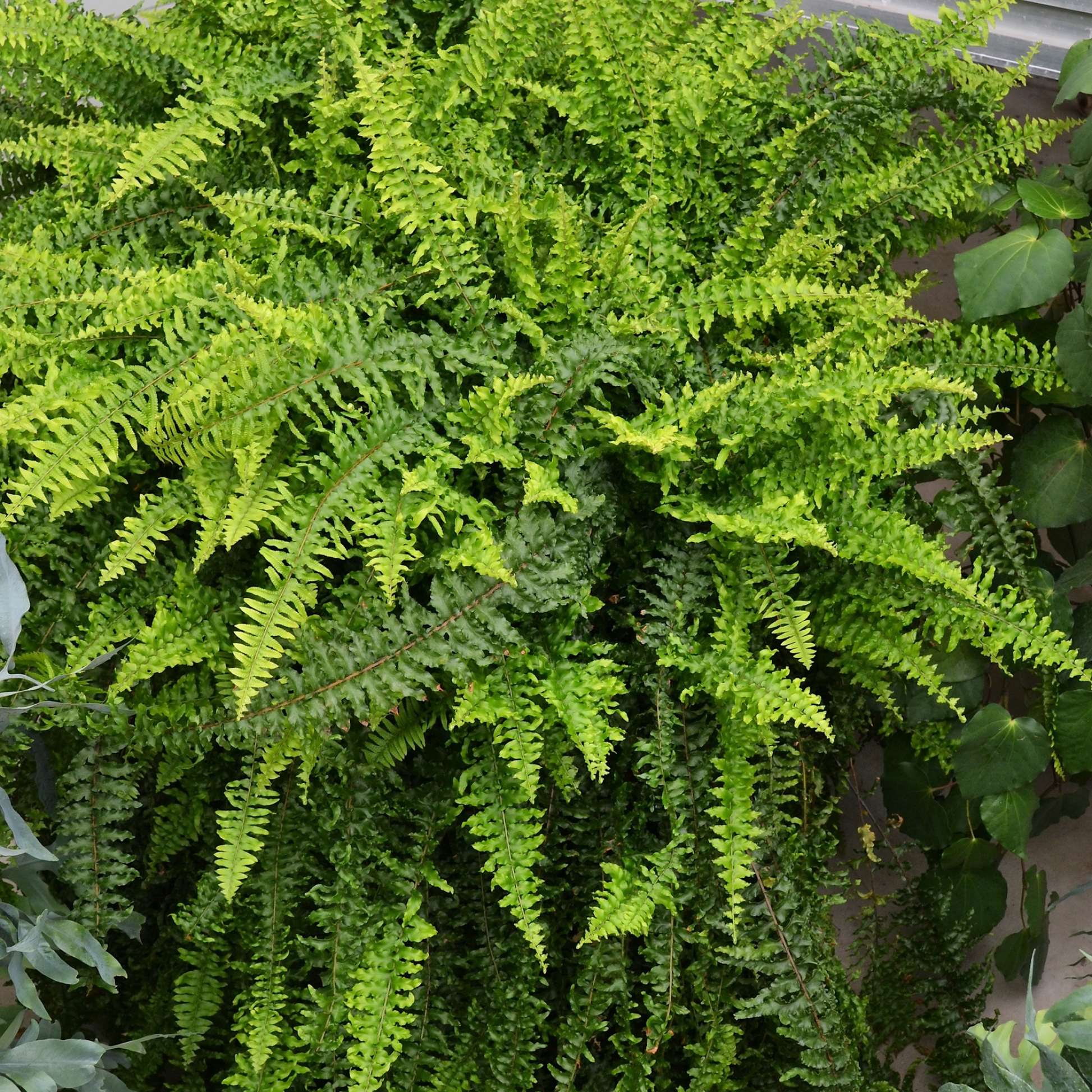 Nephrolepis Exaltata Teddy (Green) Plant