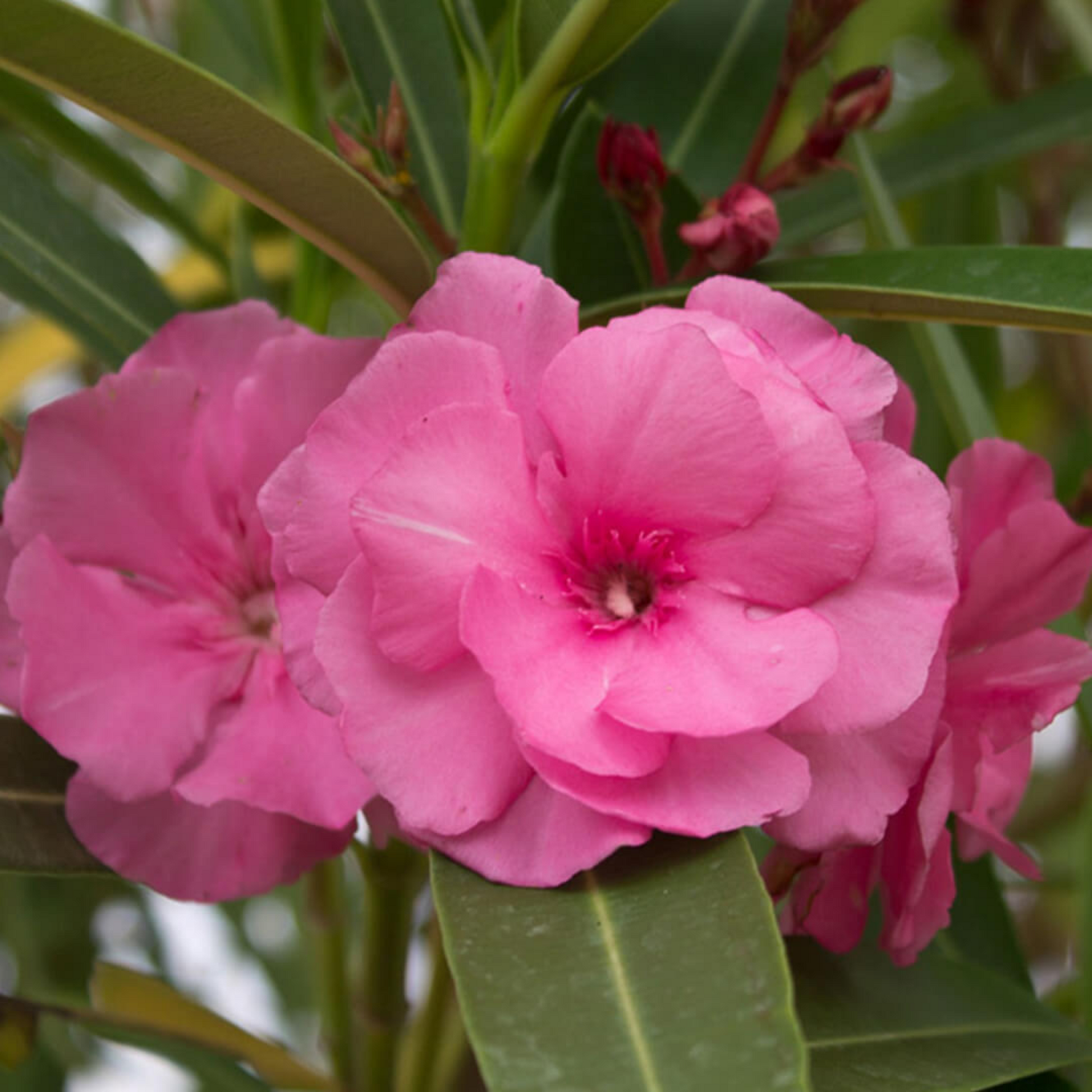 Kaner Nerium Oleander (Pink Double) Plant