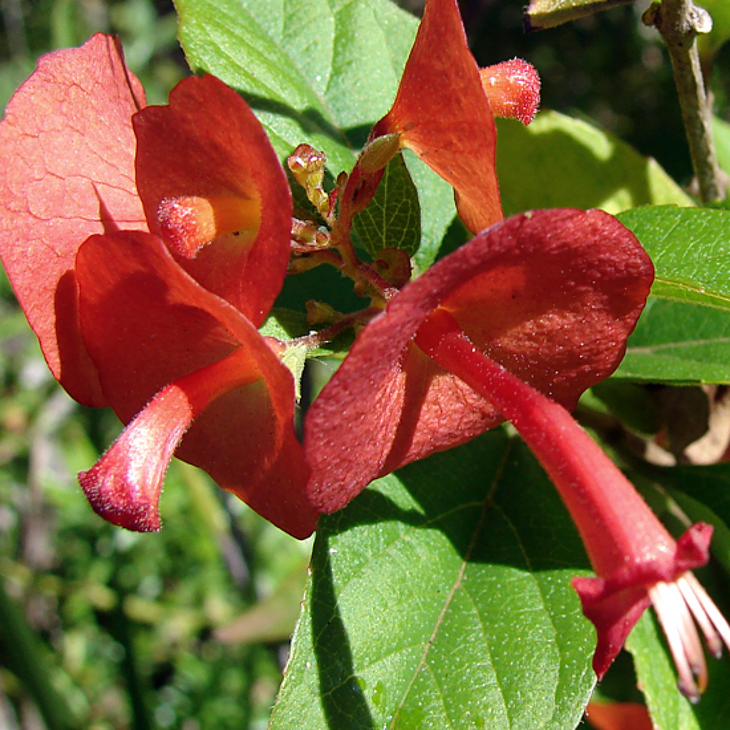 Holmskioldia sanguinea Plant