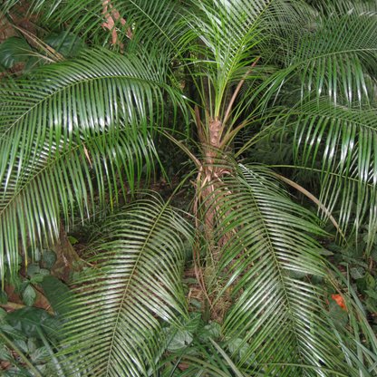 Syagrus weddelliana Cocos weddelliana Plant