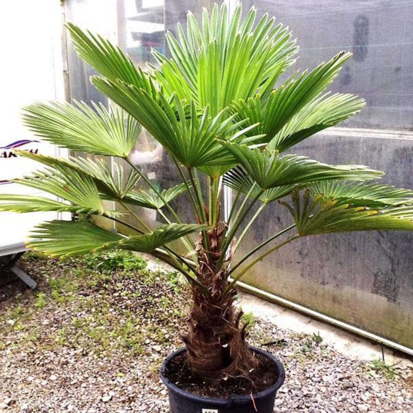 Trachycarpus wagnerianus Plant