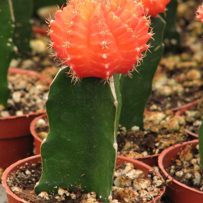 Moon Cactus (Grafted Orange) Cactus Plant