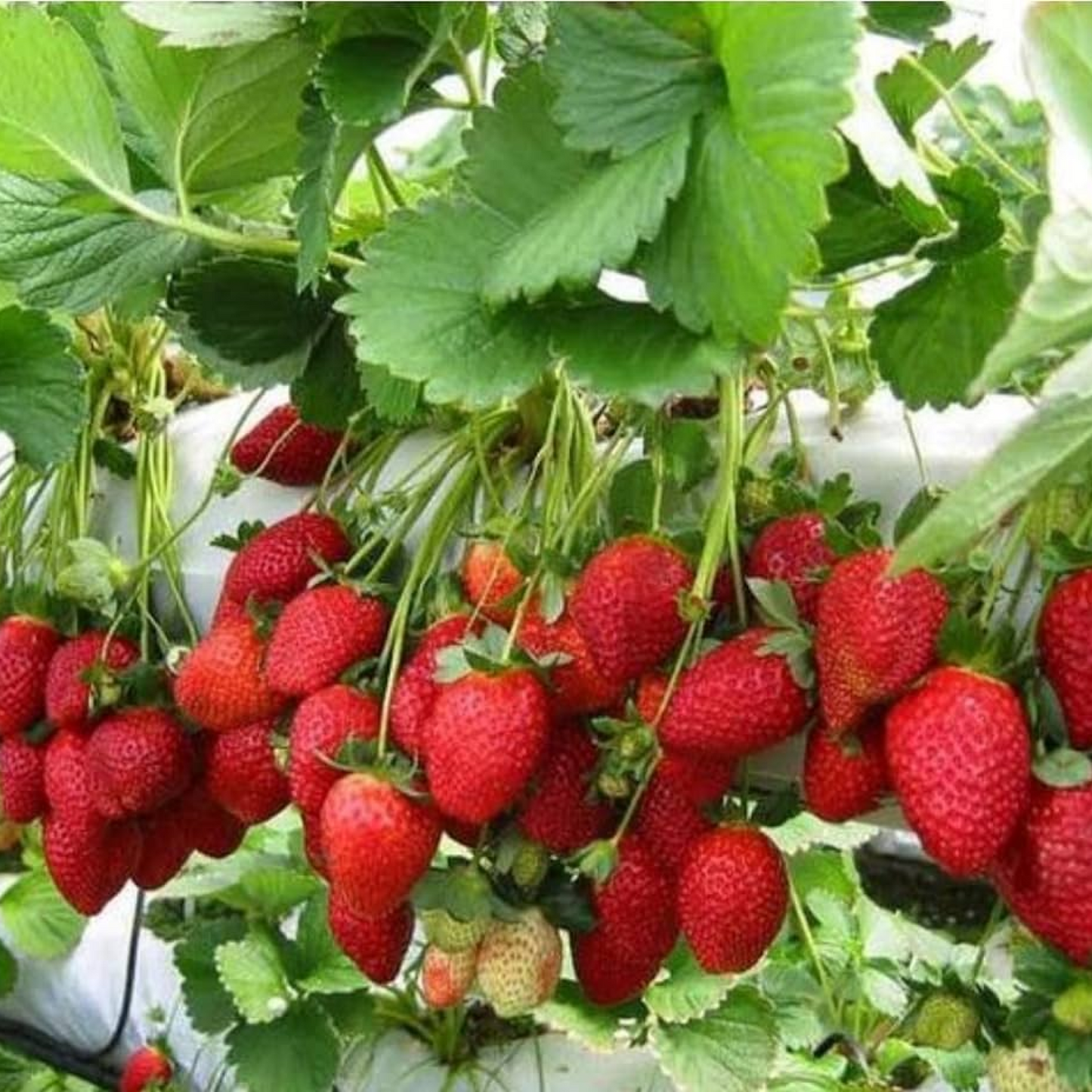 Strawberry - Plant