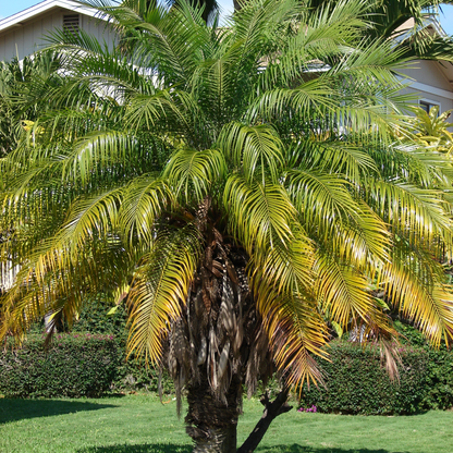 Pygmy Date Palm Phoenix Roebelenii Plant