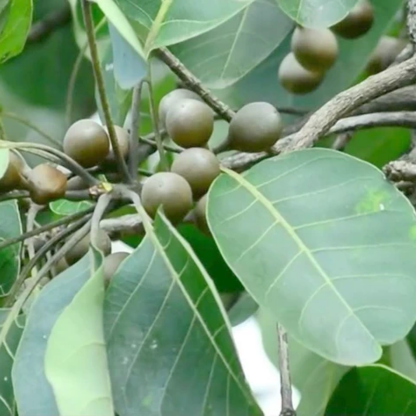 Terminalia Bellirica Bahera Plant