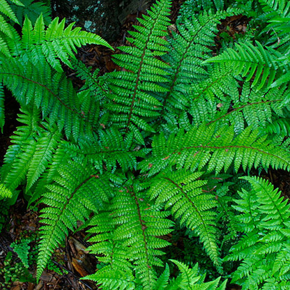 Polystichum species holly fern Plant