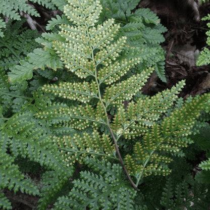 Davallia Griffithiana Plant