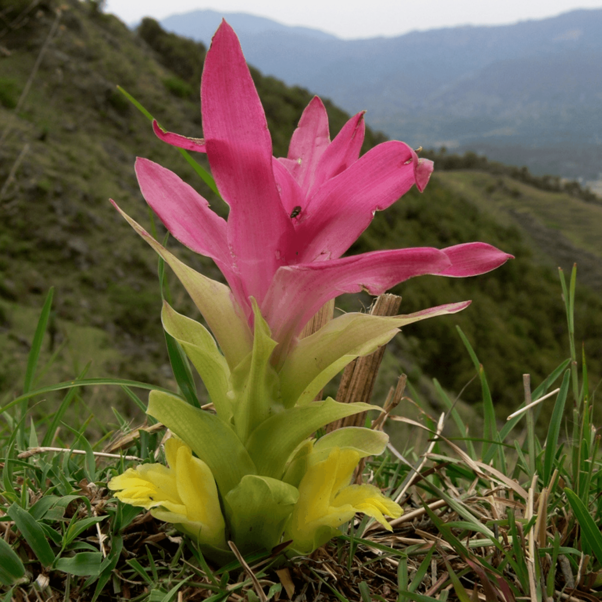 Curcuma Angustifolia Plant 