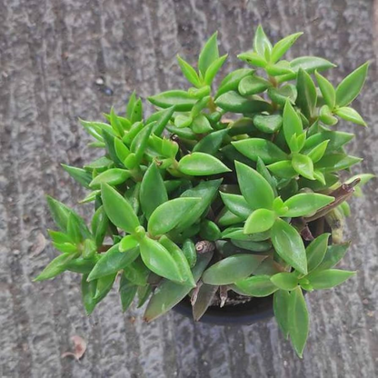 Lenophyllum acutifolium Succulent Plant