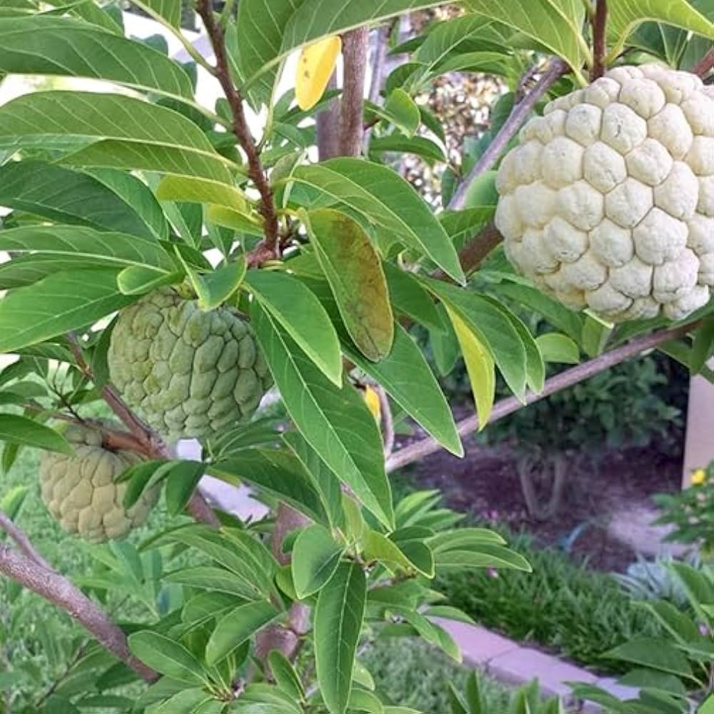 Sitaphal Annona (Grown Through Seeds) Plant