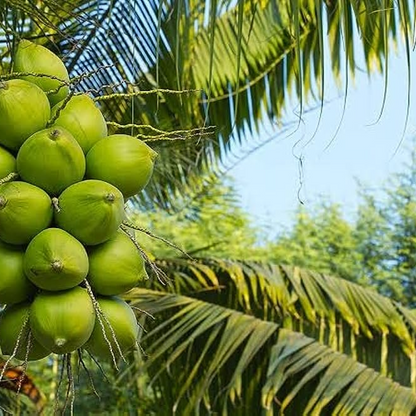 Nariyal Coconut Tree (Green) Plant