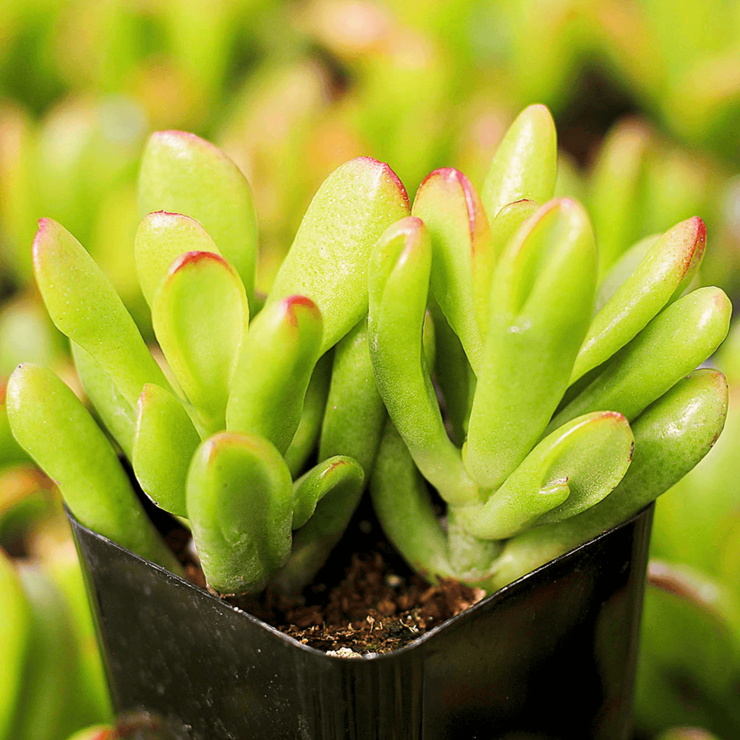 Crassula Hobbit Succulent Plant