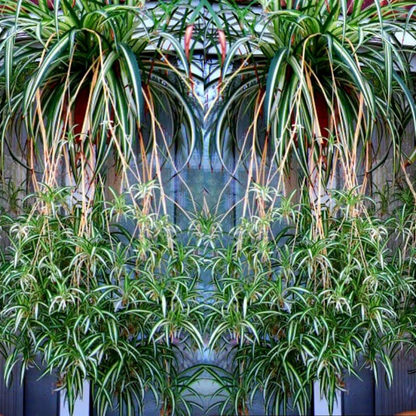 Stunning Spider Plants for Attractive Indoor Vertical Garden