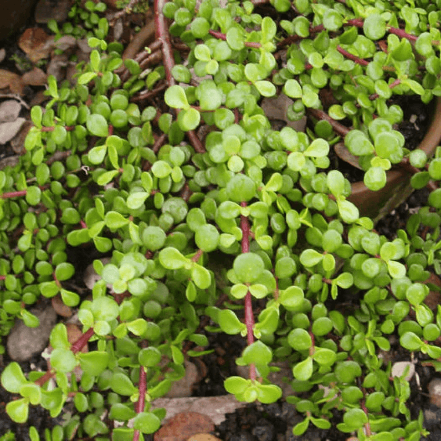 Elephant bush, Portulacaria afra, Jade plant Plant