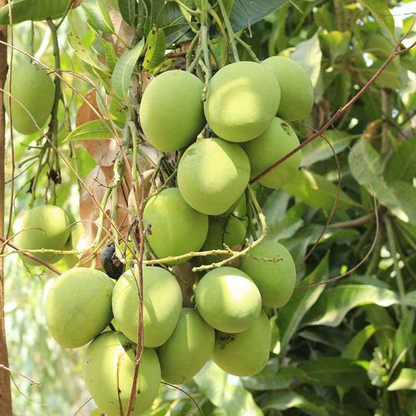 Mango Tree (Badami, Grafted) - Plant