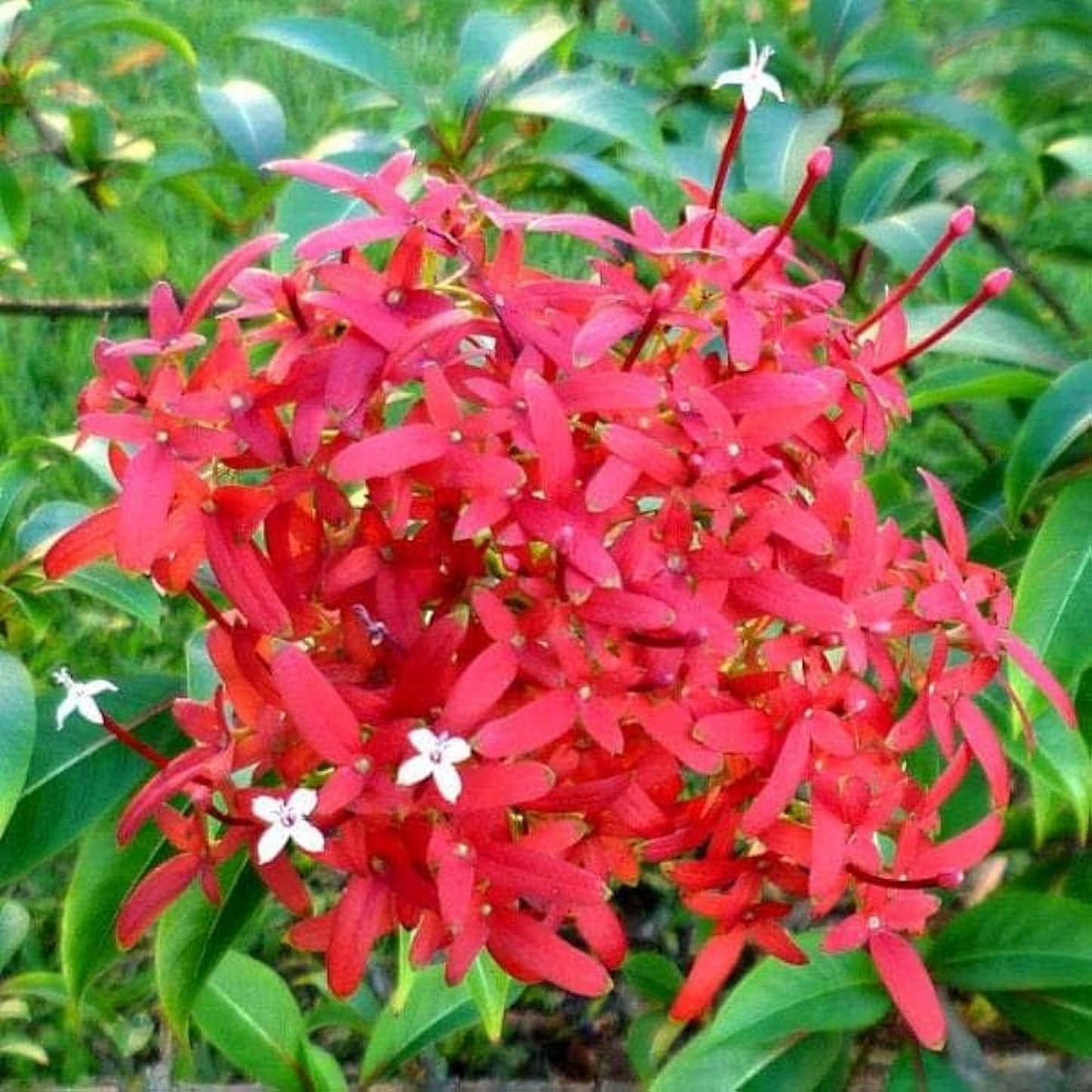 Rubia ornamentale Plant