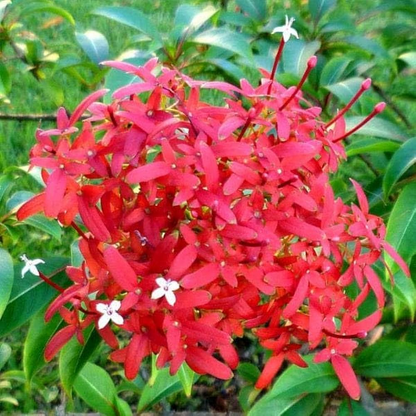 Rubia ornamentale Plant